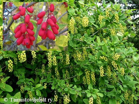 Berberis amurensis